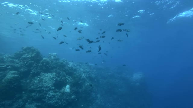 慢镜头，一群鲷鱼在阳光下游近珊瑚礁。海洋中的水下生物。镜头缓缓地向前移动，逼近一群黑白鱼——黑鲛视频素材