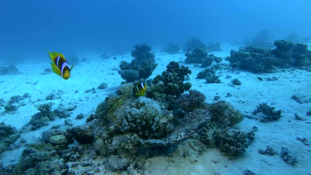 慢镜头，小丑鱼在海葵附近游泳。海洋中的水下生物。镜头缓缓地向前移动，接近一条红海海葵鱼——双角闪鱼。红海视频素材