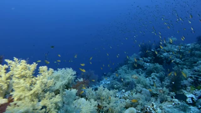 慢镜头，阳光下蓝色的海水背景下，色彩斑斓的热带鱼在美丽的珊瑚礁附近游动。水下的海洋生物-相机移到右侧视频素材