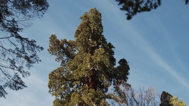 由100棵巨杉组成的加州山径向下倾斜视频下载