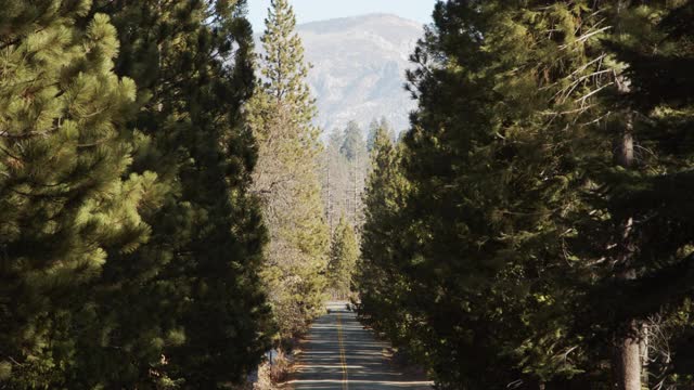 加州山地红杉国家森林路及山景一览视频下载