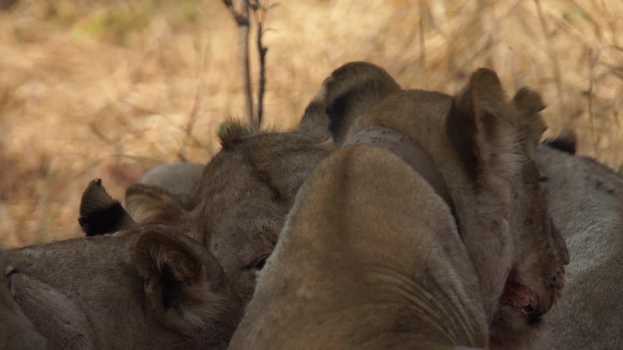 非洲狮子正在捕食猎物视频素材