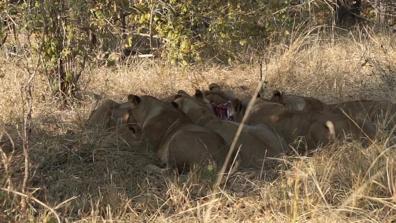 非洲狮子正在捕食猎物视频素材