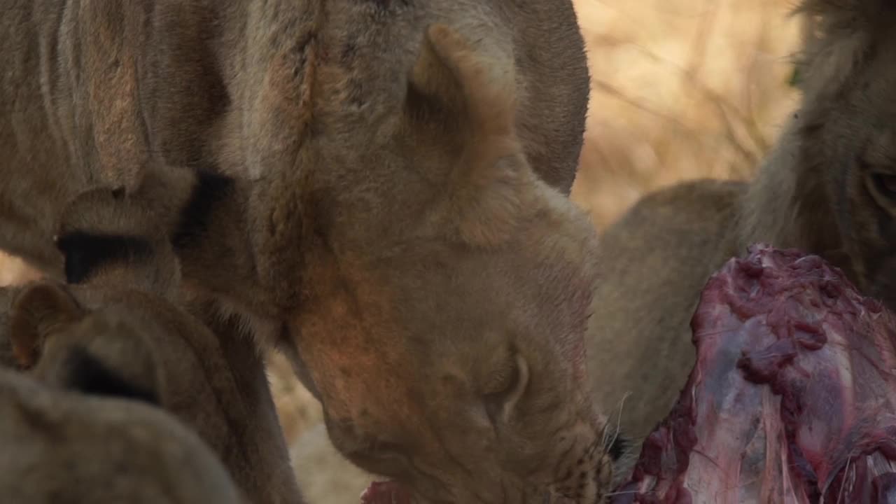 非洲狮子正在捕食猎物视频素材