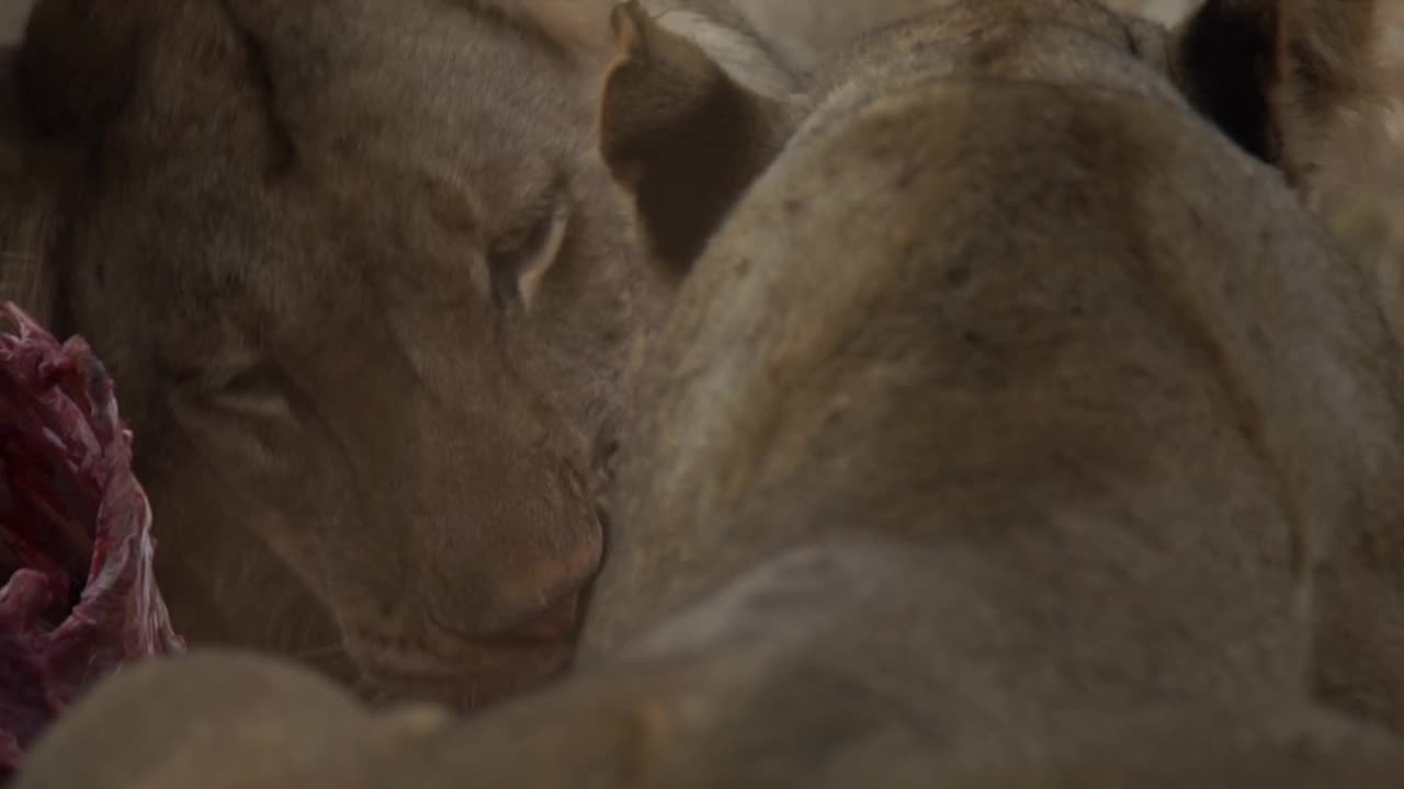 非洲狮子正在捕食猎物视频素材