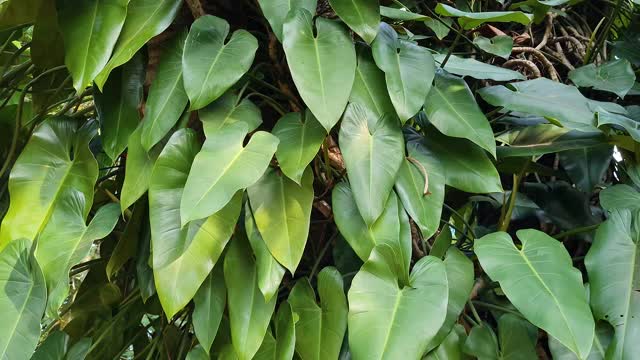 附生植物视频素材