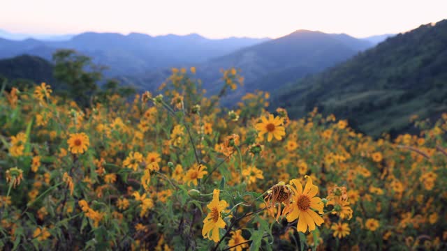 在日落时分，泰国清莱，Doi Mae Salong。视频素材