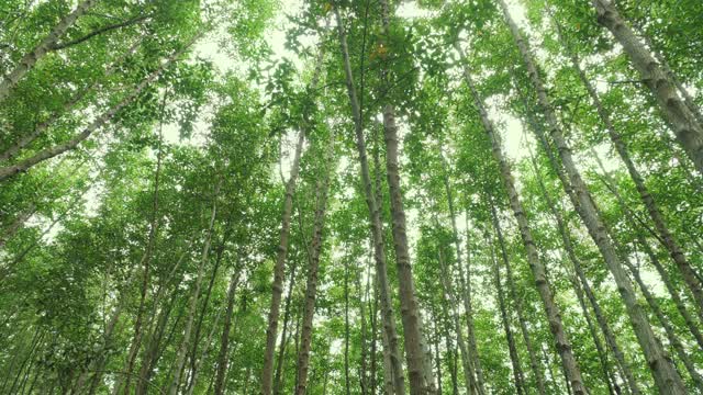 镜头朝绿色红树林中的树木望去视频素材