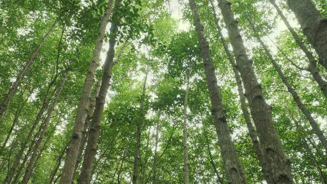 镜头抬起头，在绿色森林的树下移动视频素材