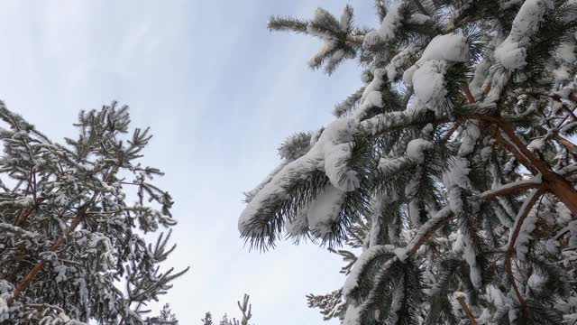 女手摇杉树雪枝视频素材