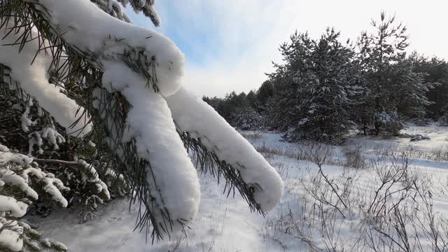 在有雪的冷杉树枝上滑动视频素材