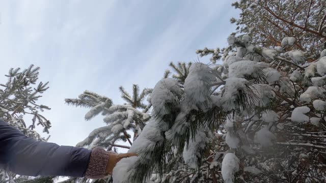 女人的手摇雪树的慢动作视频素材