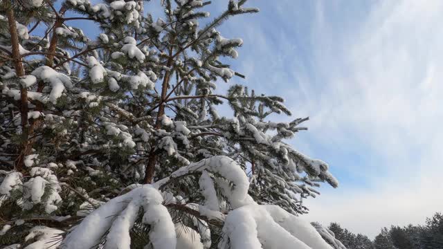 滑下有雪的冷杉树枝视频素材