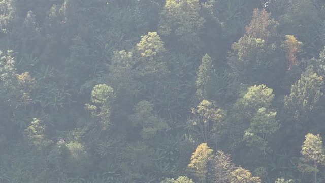 热带雨林中山上的树木视频素材