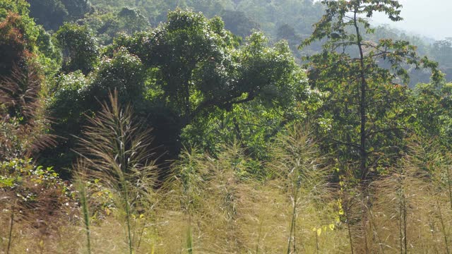 热带雨林中山上的树木视频素材