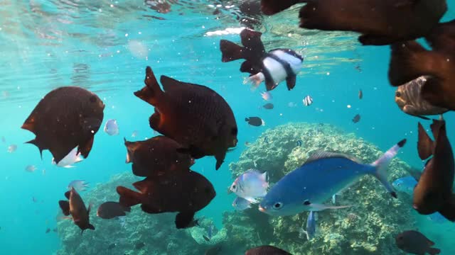 水下热带鱼场景。埃及红海浮潜视频素材