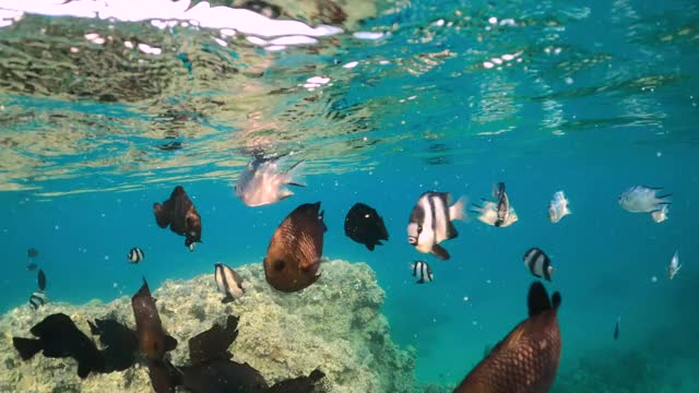 水下热带鱼场景。埃及红海浮潜视频素材