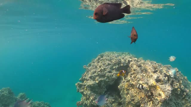 水下热带鱼场景。埃及红海浮潜视频素材