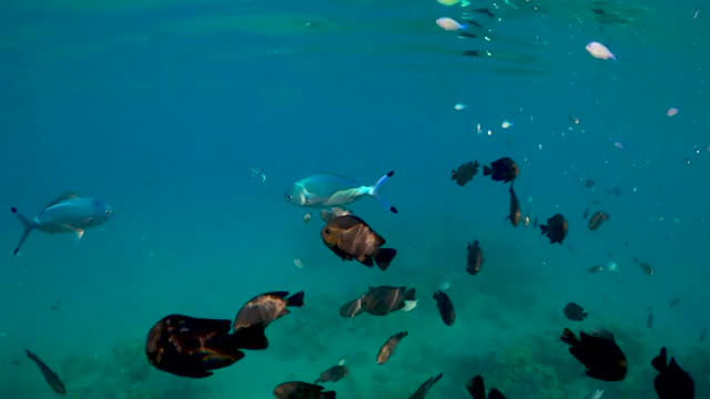 水下热带鱼场景。埃及红海浮潜视频素材