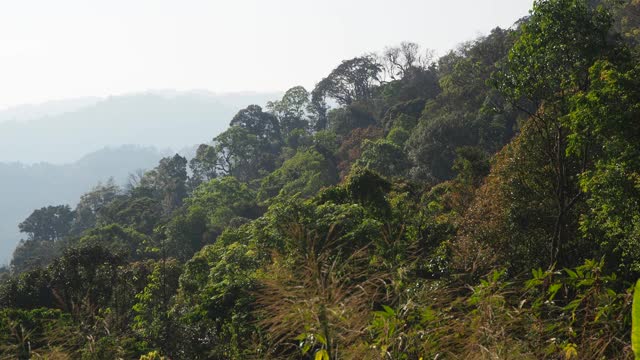 热带雨林中山上的树木视频素材