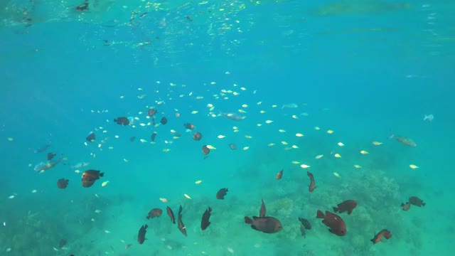 水下热带鱼场景。埃及红海浮潜视频素材