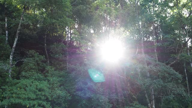 阳光照耀的热带雨林视频素材