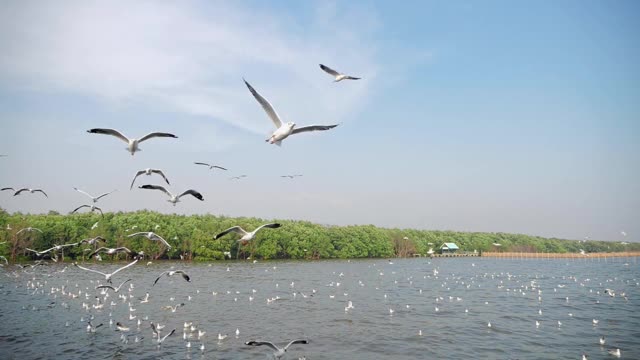 一群海鸥在海边盘旋，一群白色的海鸥在海面上飞翔，慢镜头，海鸥映着蓝天。视频素材