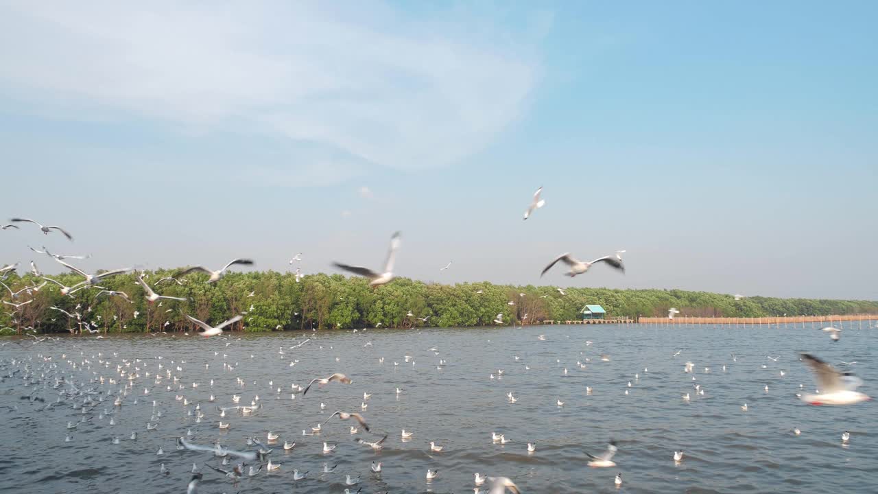 一群海鸥在海岸上空盘旋视频素材