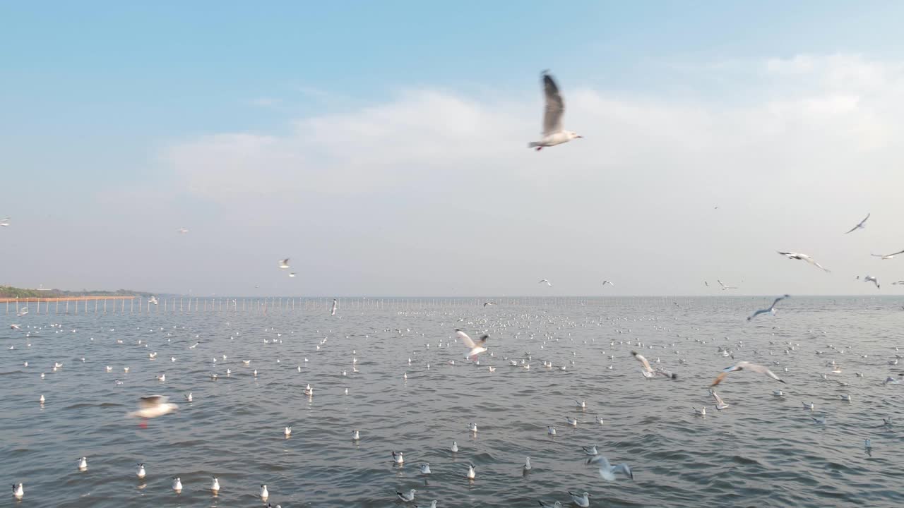 一群海鸥在海岸上空盘旋视频素材