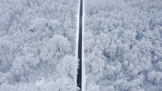 黑色柏油路之间的雪林从鸟瞰。视频素材