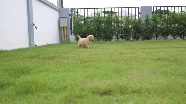 小狗在院子里的草地上又蹦又跑视频素材