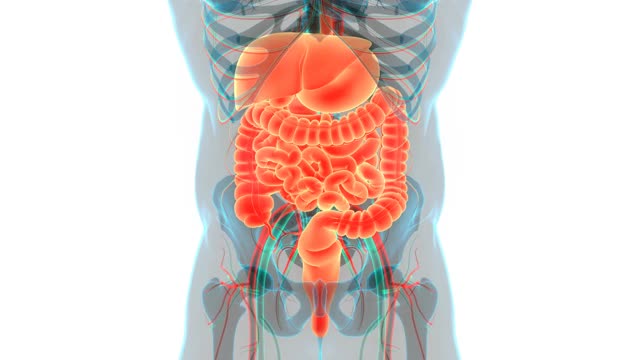 人体消化系统解剖动画概念视频素材