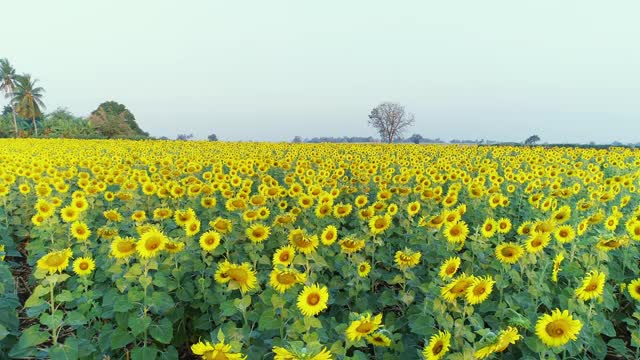 无人机在向日葵田上空拍摄视频素材