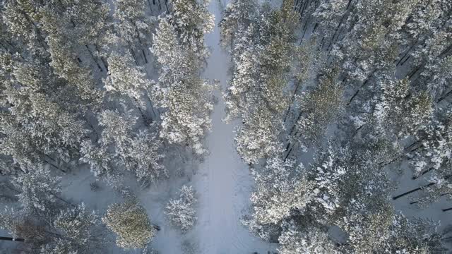 白雪森林里的白色汽车视频素材