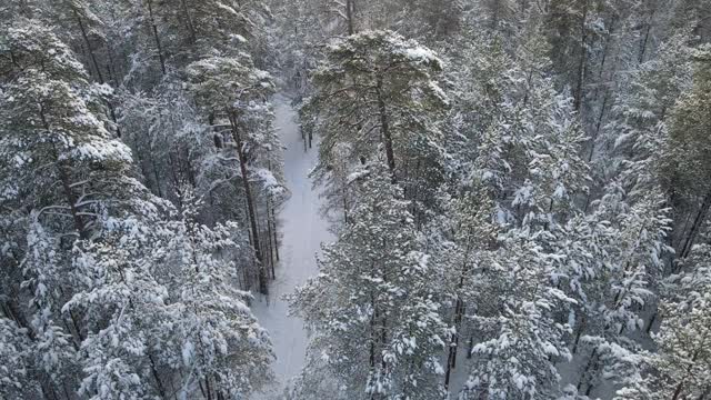 冰雪森林视频素材