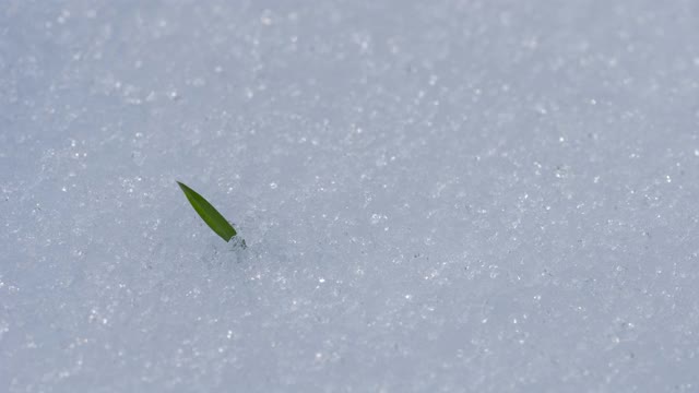 在冬天，闪闪发光的和融化的雪覆盖的绿草的小背光叶片的时间流逝视频素材