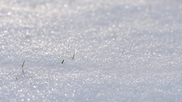 在冬天，闪闪发光的和融化的雪覆盖的绿草的小背光叶片的时间流逝视频下载