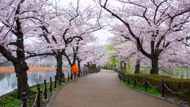 4 k。这是日本东京樱花盛开季节的公园小路。视频素材