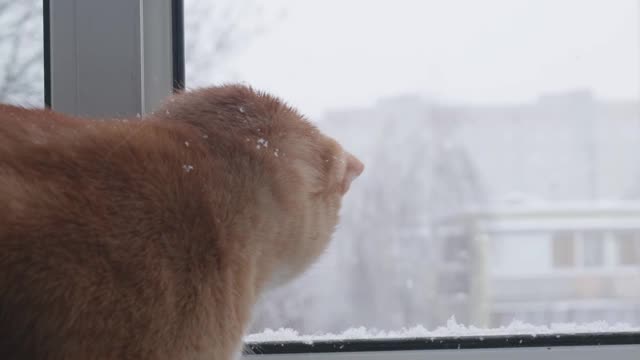 在下雪的街道上，猫看着窗外温暖的公寓视频素材