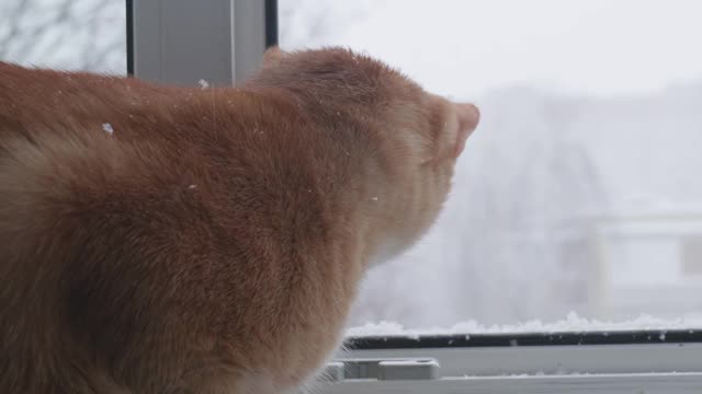 在下雪的街道上，猫看着窗外温暖的公寓视频素材