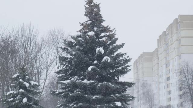 雪花落在圣诞树的背景上。雪缓慢莫视频素材