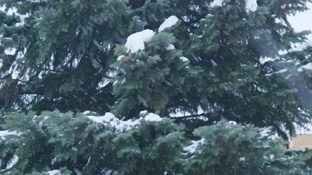 雪花落在圣诞树的背景上。雪缓慢莫视频素材