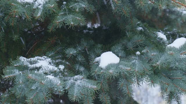 雪花落在圣诞树的背景上。雪缓慢莫视频素材