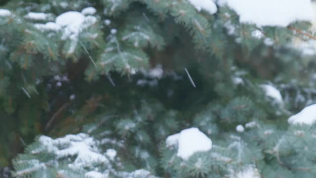 雪花落在圣诞树的背景上。雪缓慢莫视频素材