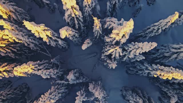 在寒冷的冬天，从上面看，松树上覆盖着积雪。视频素材