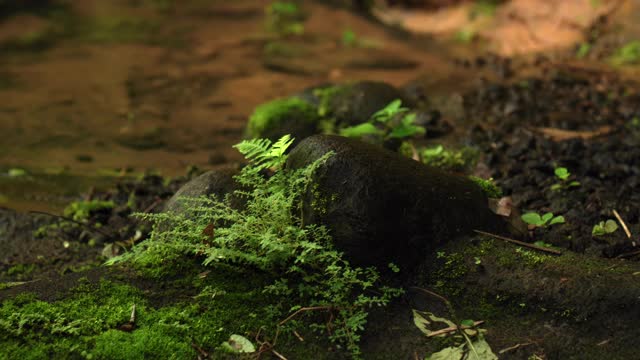 丛林到高山上的悬崖，有一条岩石河视频素材