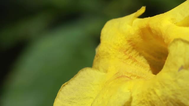 阳光明媚的夏日里，勤劳的小蜜蜂在采集花粉视频素材