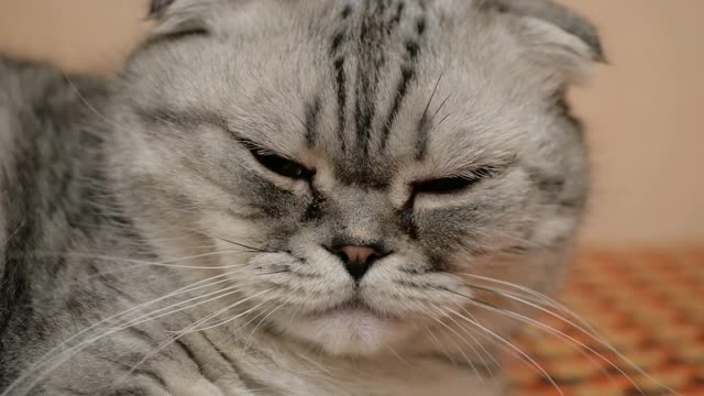 一只苏格兰灰猫在沙发上轻轻地睡觉。特写的灰色苏格兰猫与大棕色眼睛视频素材