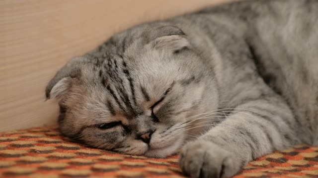 一只苏格兰灰猫在沙发上轻轻地睡觉。特写的灰色苏格兰猫与大棕色眼睛视频素材