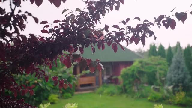 梨花枝上带着红叶，在夏雨中在后院里带着一间谷仓视频素材